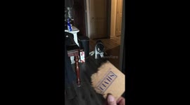 Husky Knows She's in Trouble!