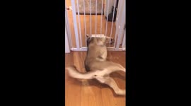 Husky getting through cat flap, Brecon the great Houdini