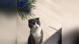 Newsflare Edit - This cat or gopher?