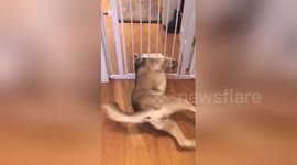 Large husky dog manages to squeeze through tiny cat flap