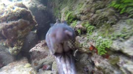 Coloured moray eel attacks camera
