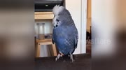 temp