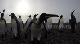 King penüins in Tierra de Fuego island