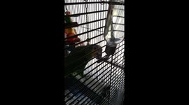 Amazon parrot drinking from a small animal water bottle