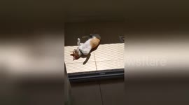 Newsflare Edit - Cat enjoying a sunny day