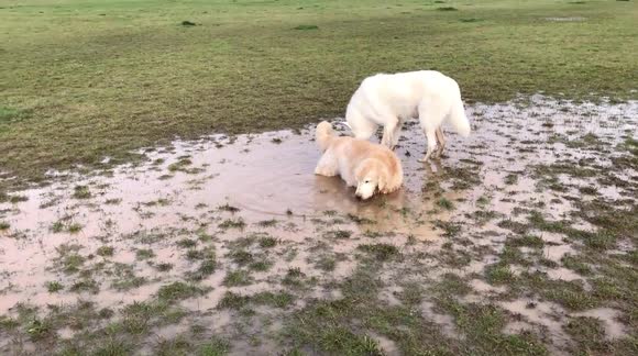 Wolf hybrid finds an epic mud puddle