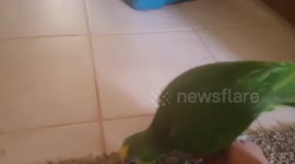 Funny Amazon parrot walks back to her cage