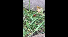 Beetle in grass and leaves