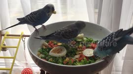 Budgie feast
