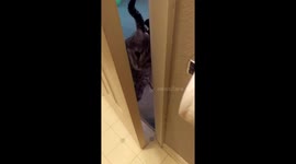 Needy cat won't leave owner alone 'to use bathroom'