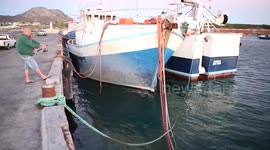 Great white shark spotted in harbour in South Africa