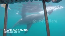 Shark Cage Diving | EMELILLONTOUR