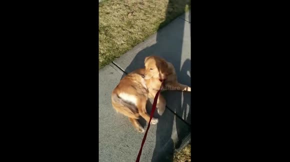 stubborn golden retriever stubborn golden retriever refuses to walk any further animals newsflare stubborn golden retriever stubborn golden retriever refuses to walk any further animals newsflare