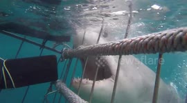 Massive shark crashes into diving cage