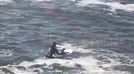 santa Cruz seal rescue.