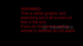 Anti Poaching Belgian Malinois Kira being attacked by a huge python!