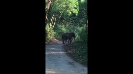 Elephant Charge - Jim Corbett National Park