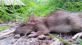 Ants Exploring a Dead Rat