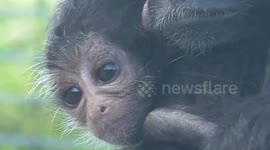 Newborn spider monkeys are adorable