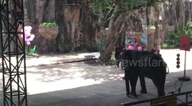 Eephant aiming the balloon in pattaya zoo