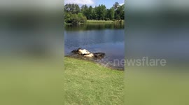 Ferocious alligators fight on golf course in North Carolina