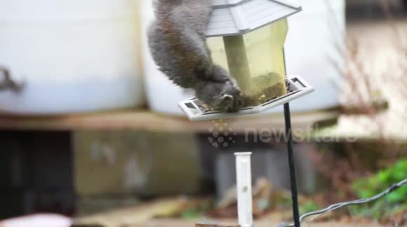 Newsflare Acrobat Squirrel Hangs By One Leg On The Bird Feeder