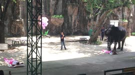 Body massage by elephant in pattaya zoo