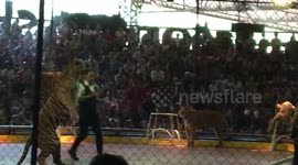 Tiger running on 2 leg at pattaya zoo