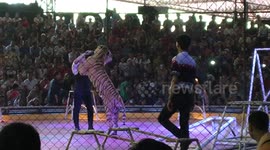 Tiger playing with ring master at Pattaya Zoo