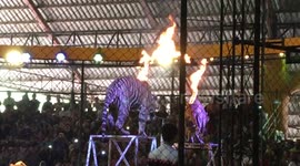 Tiger jump in fire ring at Pattaya Zoo