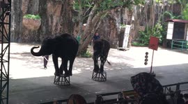 Elephants dancing in zoo in pattaya