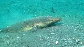 Watch your feet! Giant eels lurk underneath the sand in Indonesia's Lembeh Strait