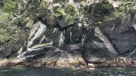 Seal pup does backflip off rock! 