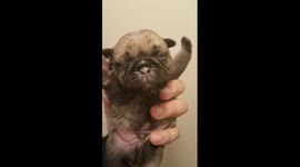 Pug sees for the first time