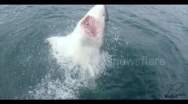 Massive shark breaches surface to seize 'prey'