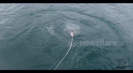 Newsflare Edit - Massive shark breaches surface to seize 'prey'