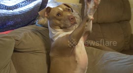Pitbull Does Cute Trick With Hands