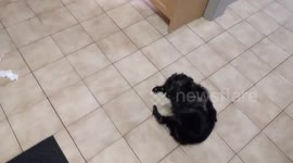 The Guilty Dog ????!????