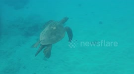 Large Green Sea Turtle at Maui's Black Rock Beach