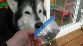 Liver Treats Pinga caught me Red Handed