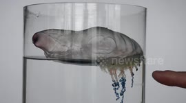 Portuguese man o' war found on Irish beach