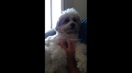 Dog behaves like a spoiled brat