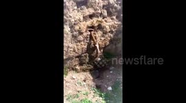 Siberian weasel helps injured friend into burrow