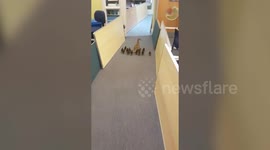 Mother duck and her ducklings escorted out of primary school