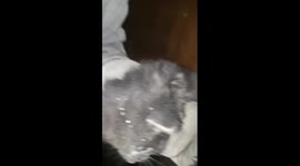 Kitten rescued after three days stuck in a wall