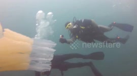Barrel Jellyfish at Port Gaverne