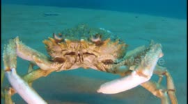 The Turrets 3,featuring Lucky the Lobster