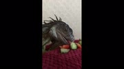 temp