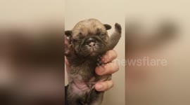 Newsflare Edit - Pug sees for the first time