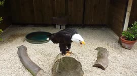 American Gold Eagle Calling